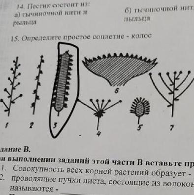 Определите простое. Определите простое соцветие Колос.