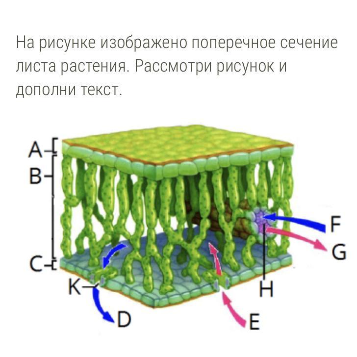 Основная ткань листа рисунок