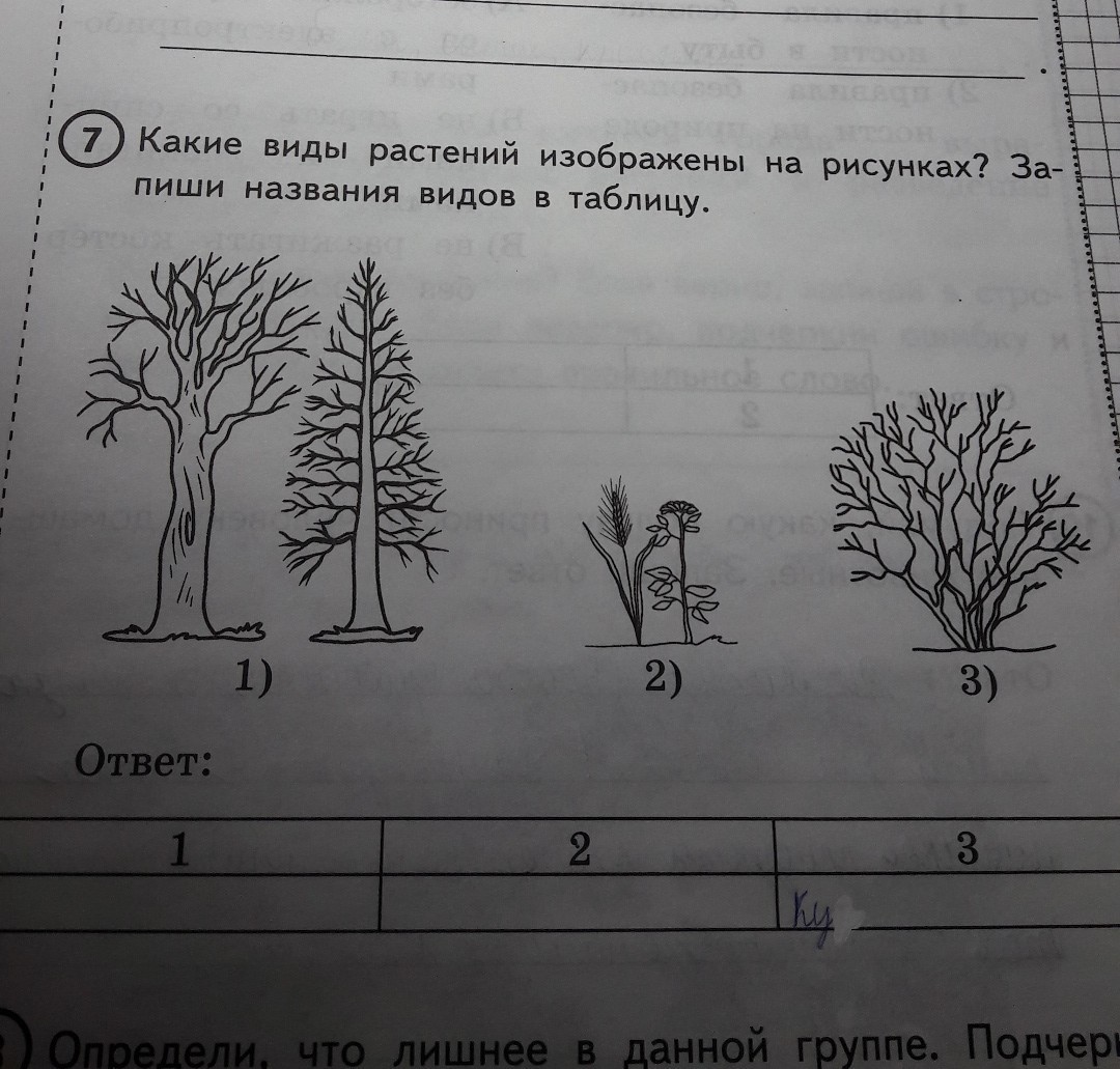 Какой тип изображен на рисунке. Какие виды растений изображены на рисунках. Какие виды растений изображены на рисунках запиши. Какие виды растений изображены на рисунках запиши названия. Запиши названия растений.