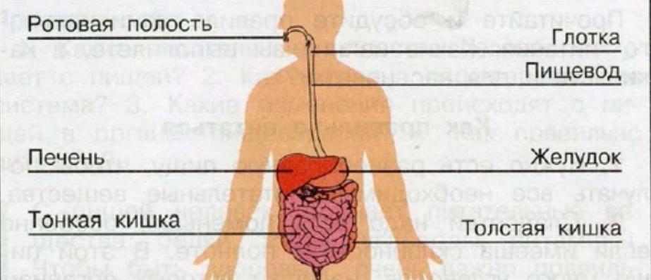 Системы окружающий мир 3 класс. Пищеварительная система человека схема 3 класс окружающий мир. Пищеварительная система человека схема 4 класс. Пищеварительная система 3 класс окружающий мир Плешаков. Органы пищеварительной системы человека 3 класс окружающий мир.