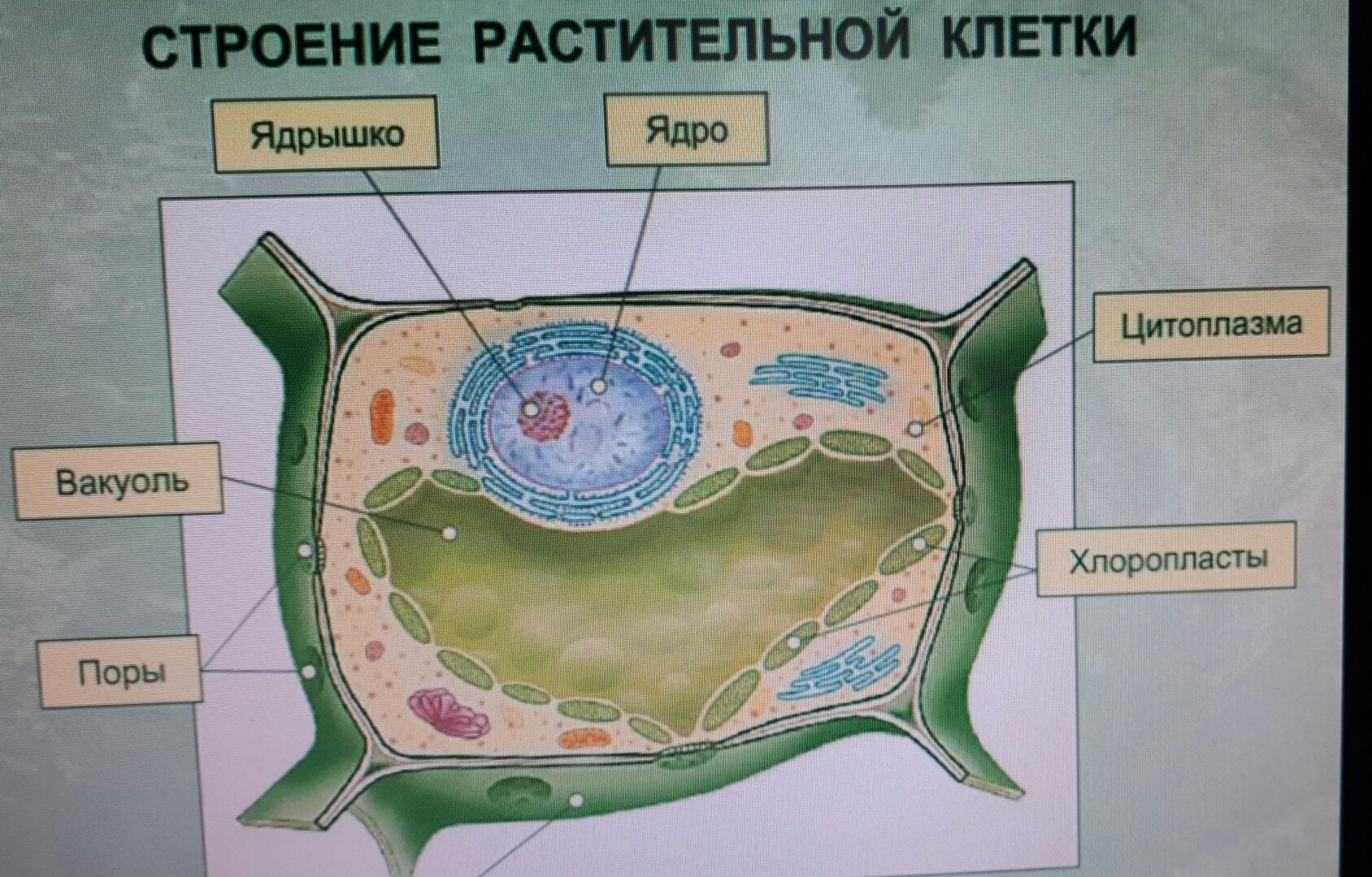 как нарисовать клетки