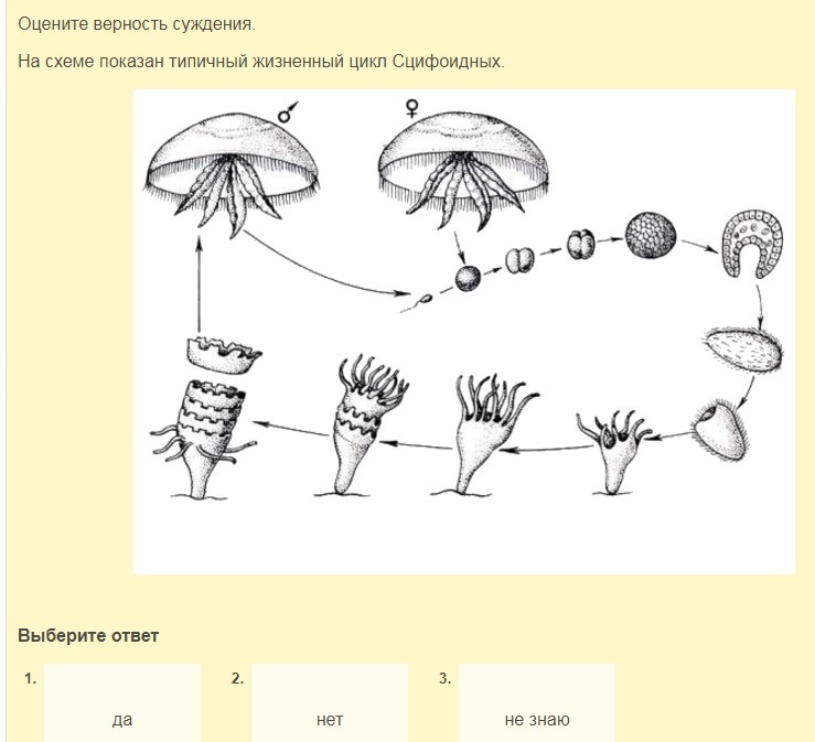 Верность суждений. Жизненный цикл сцифоидных медуз схема.