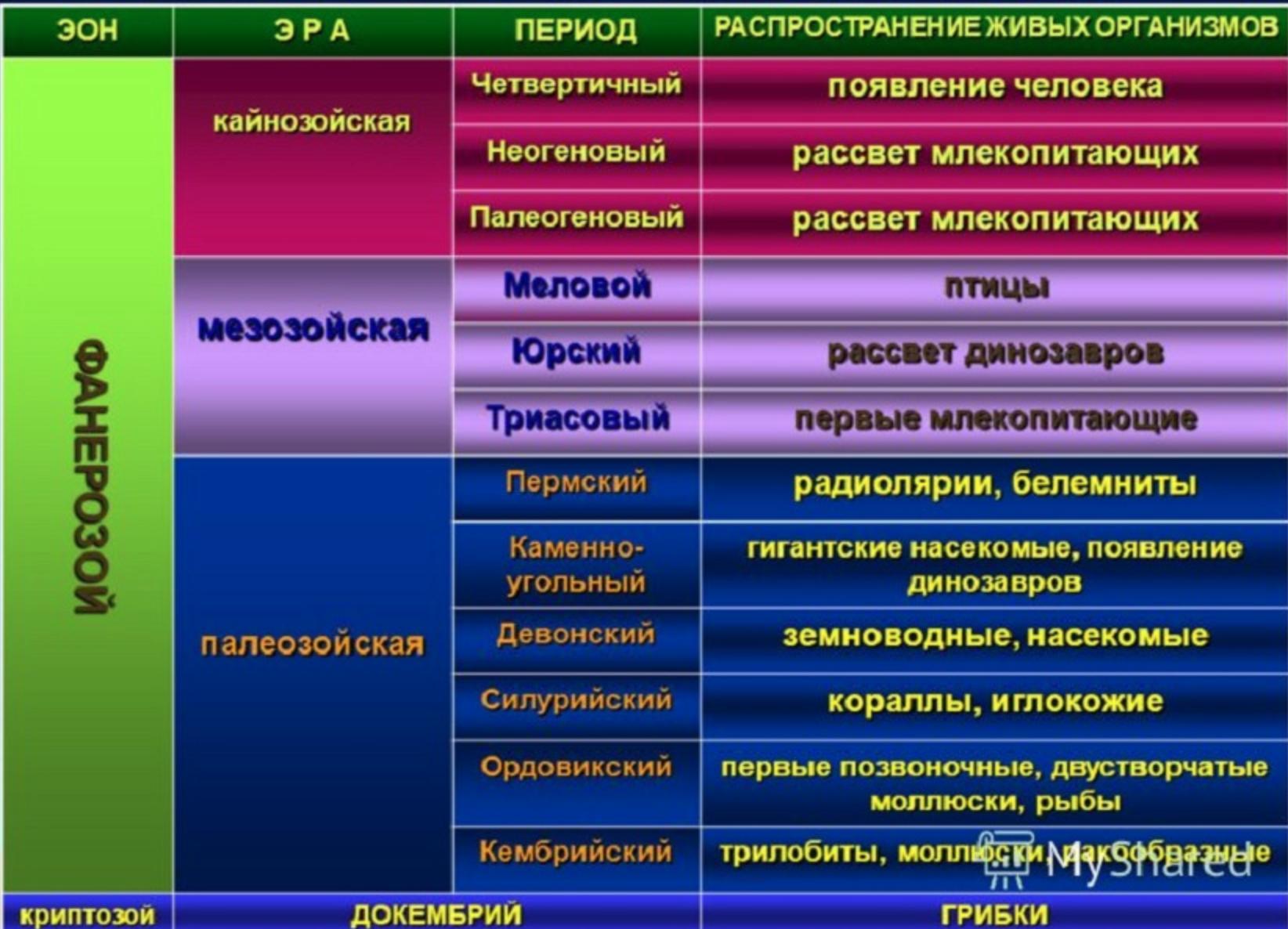 Сравнительная таблица мхов и папоротников фото и видео - avRussia.ru