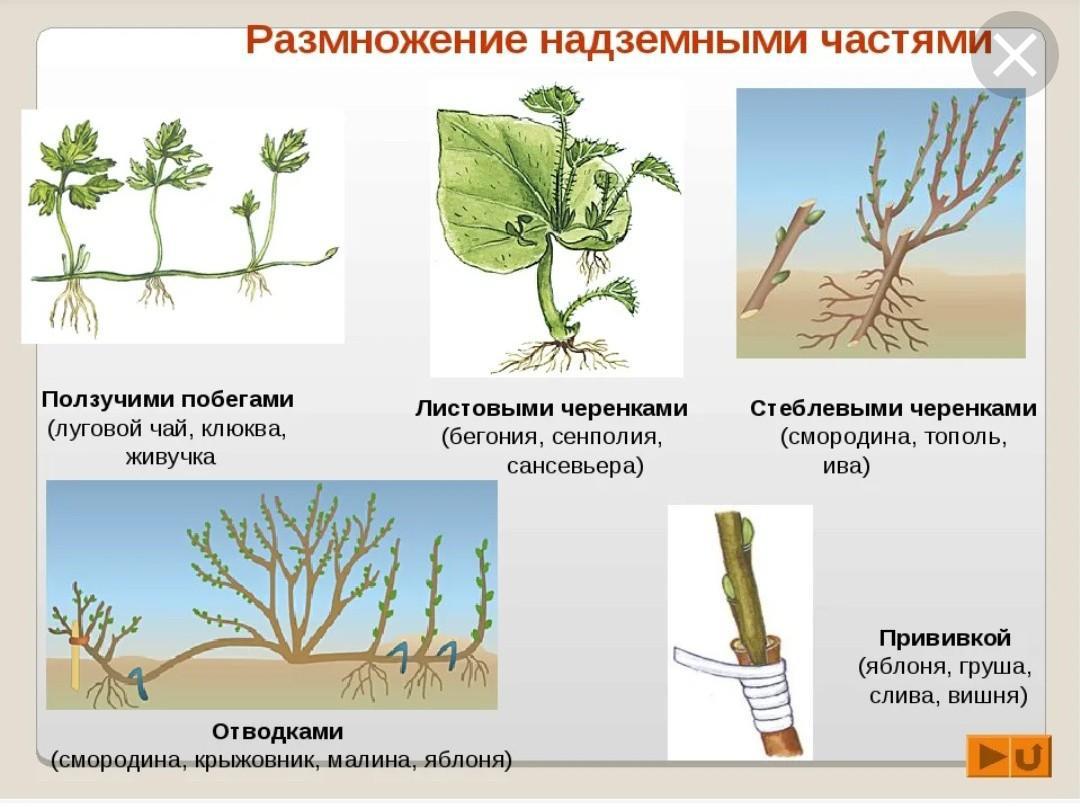 Рассмотрите рисунок с изображением вегетативного размножения комнатного растения как называют этот