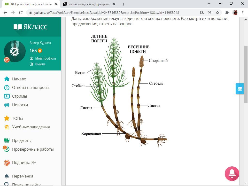 Название хвощей 7 класс. Весенний побег хвоща. Хвощ полевой корневая. Корни плауна. Хвощ полевой весенние и летние побеги.