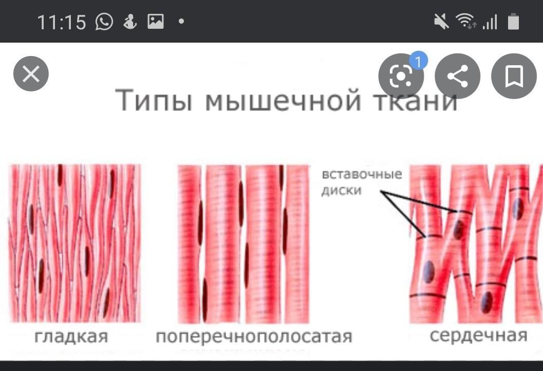 Какими цифрами обозначены изображения мышечной ткани. Мышечная ткань принадлежит к группе. Какой группе тканей принадлежат изображённые на рисунке ткани. Тип сокращения гладкой мышечной ткани. Какой вид мышечной ткани изображен на рисунке.