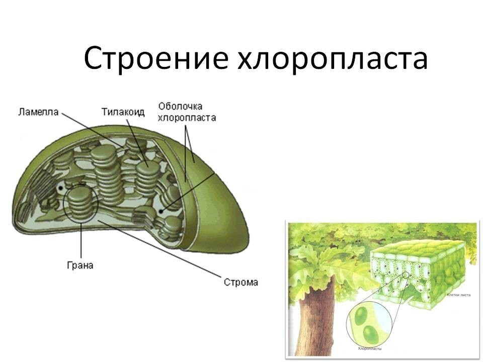 Стромы хлоропластов. Строение хлоропласта Ламелла. Тилакоиды Гран хлоропласта. Схема строения хлоропласта рис 10. Строение хлоропласта 9 класс.