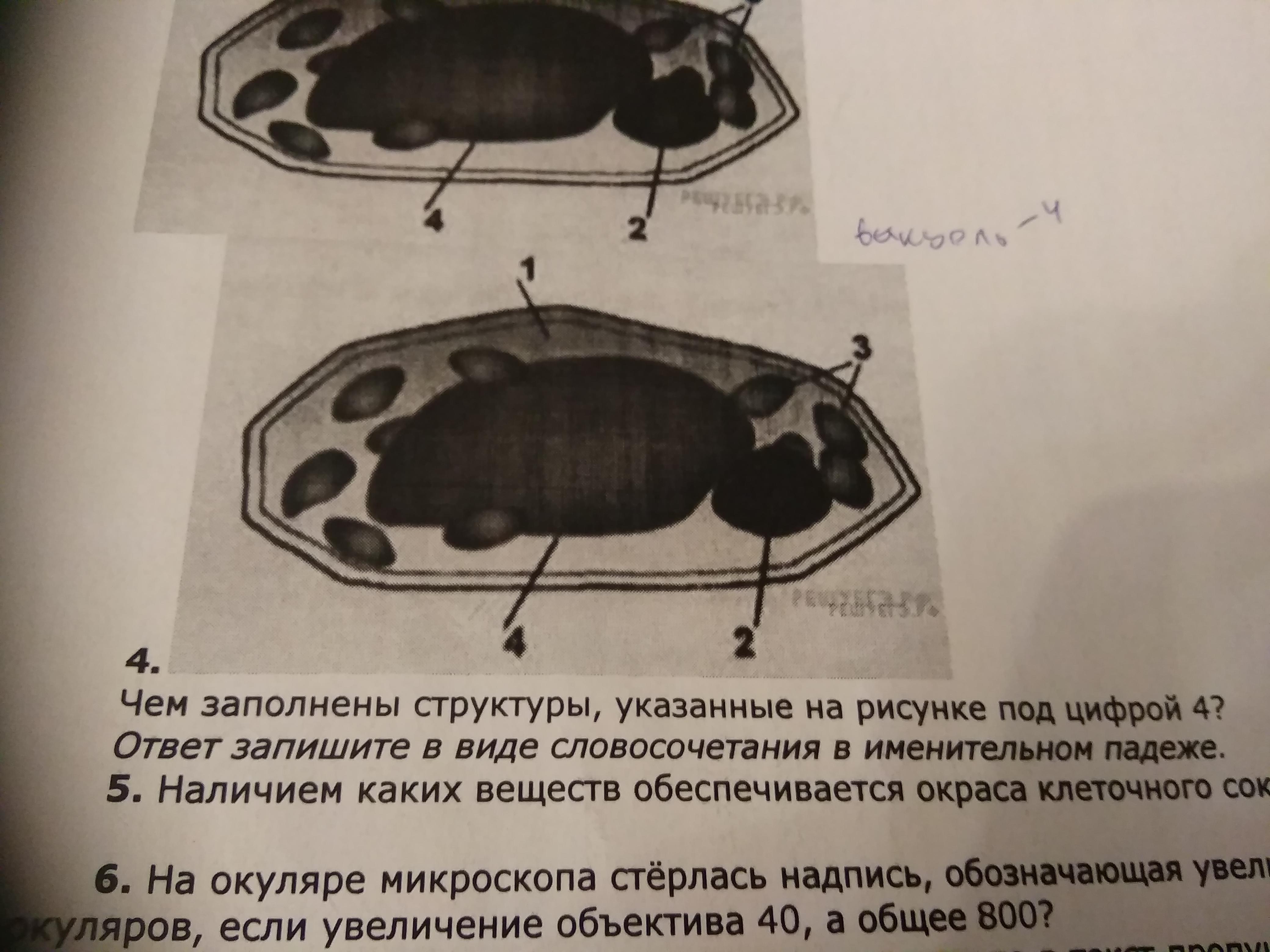 Что на рисунке под цифрой 4. Чем заполнены структуры указанные на рисунке под цифрой 4. Что указано на рисунке под цифрой 4. Что на рисунке изображено под Ци. Что на рисунке изображено под цифрой 4? Ответ:.