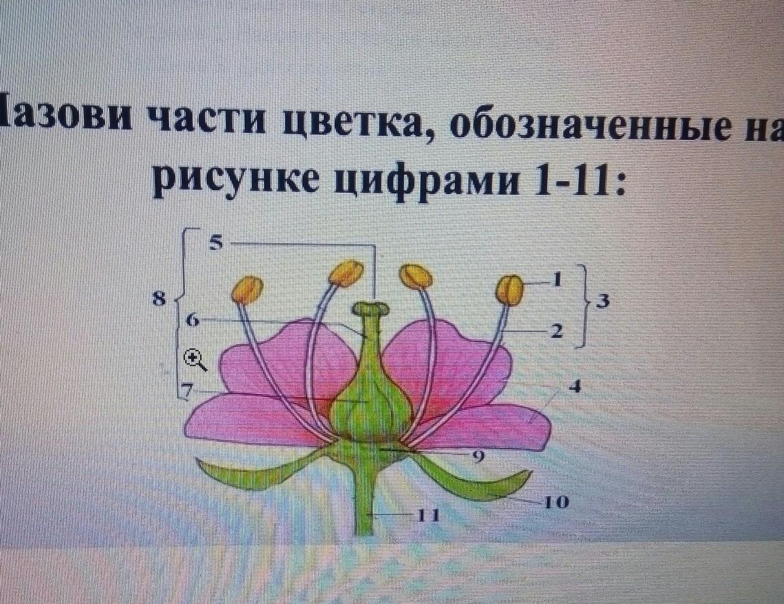 На рисунке цифрой 6 обозначено