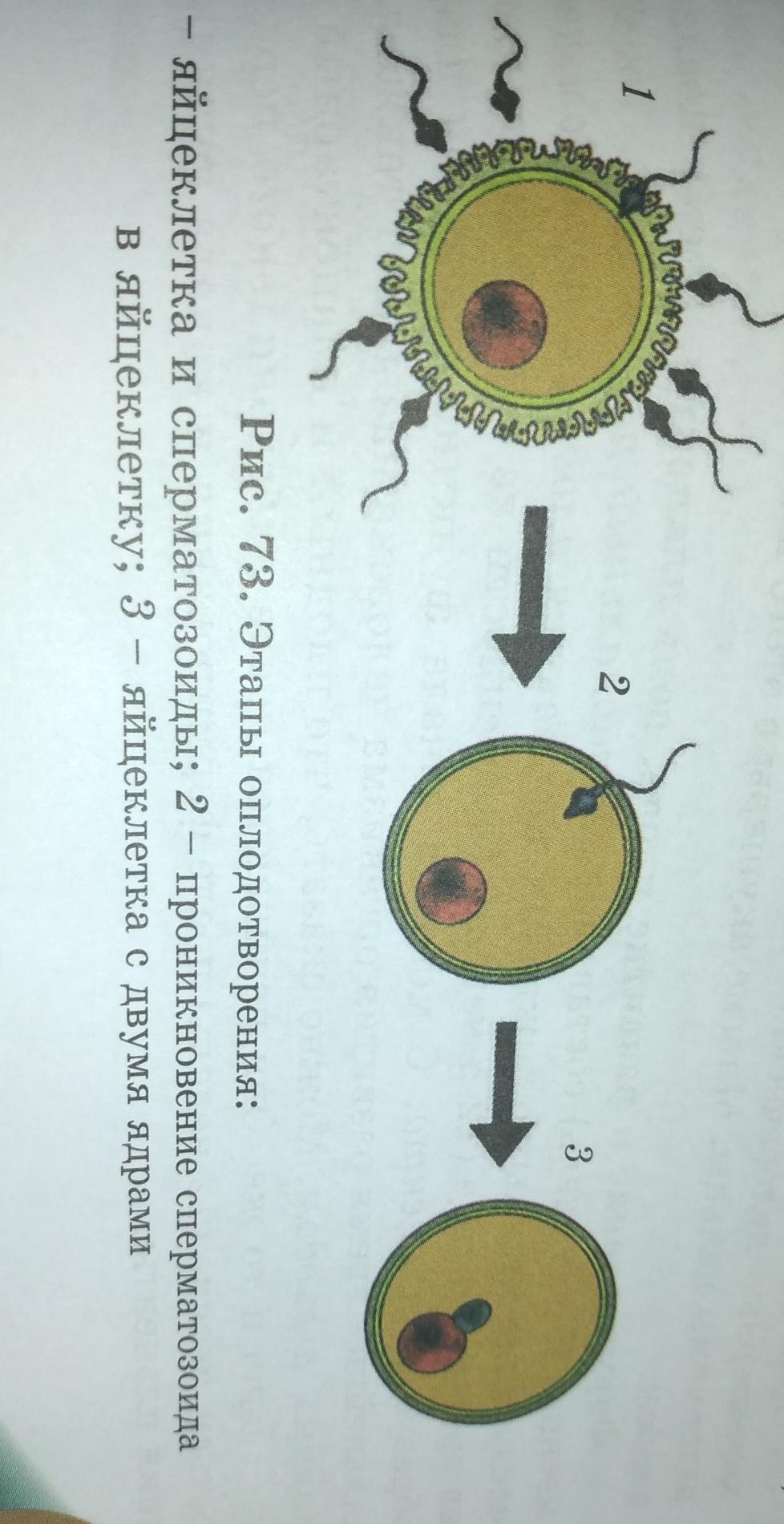 Оплодотворением называют. На рисунке изображен процесс оплодотворения. Как называется оплодотворенная клетка. Оплодотворение с 2 ядрами. Яйцеклетки изображенные на рисунке.