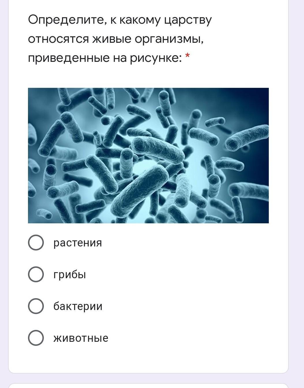 Бактерии являются тест