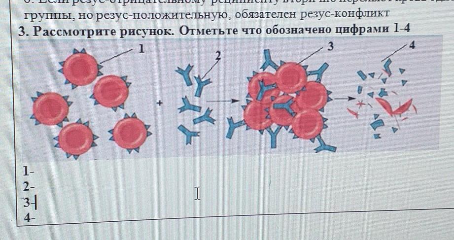 Рассмотрите рисунок что обозначено цифрами