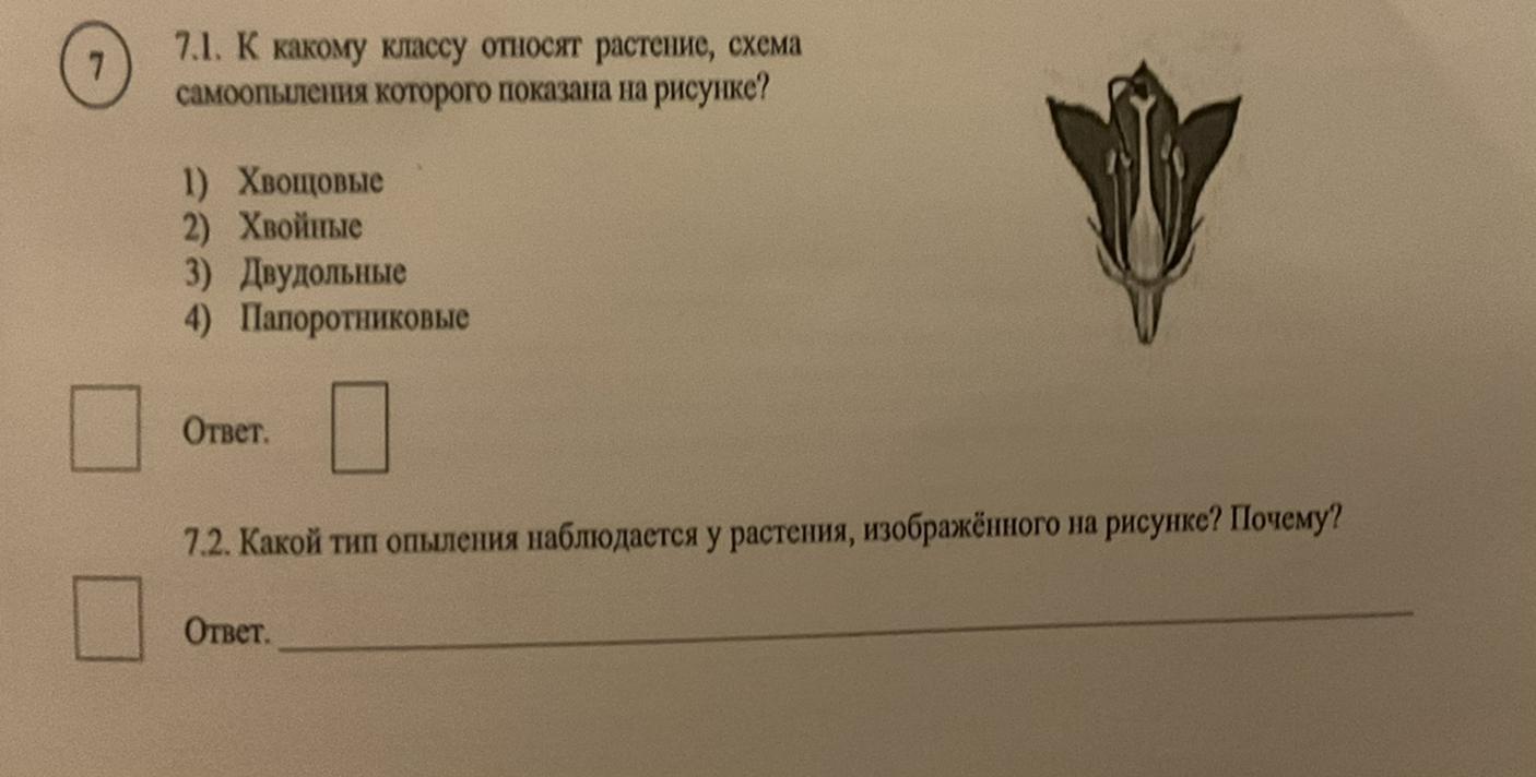 К какому классу относят растение схема опыления которого показана на рисунке 1 двудольные хвойные