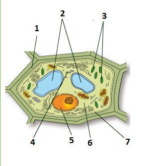 Выберите рисунок на котором изображена клетка. Органоид который контролирует жизнедеятельность животной клетки. На рисунке органоид который контролирует все процессы в клетке. Растительная клетка подписать части. Органоид, который контролирует все процессы в клетк.