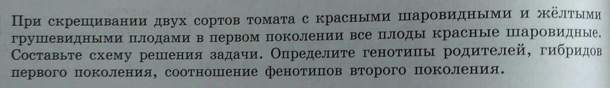 При скрещивании томатов с красными