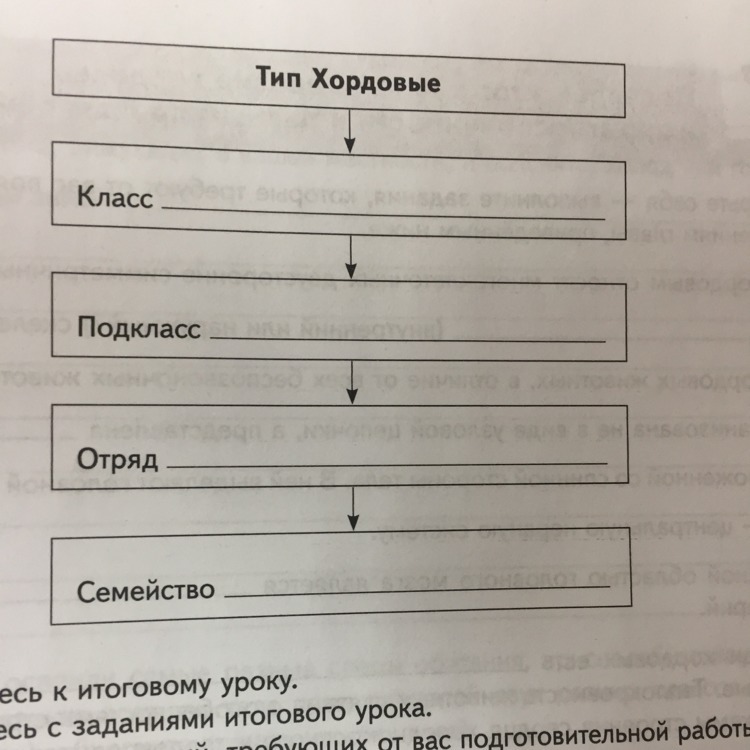 Систематика хордовых схема