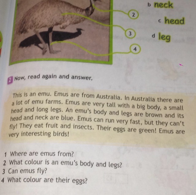 Read again and answer. This is an Emu. Emus are from Australia in Australia there are a lot of Emu Farms перевод. This is an Emu перевод. Where are Emus from перевод. Where are Emus from ? Ответ.