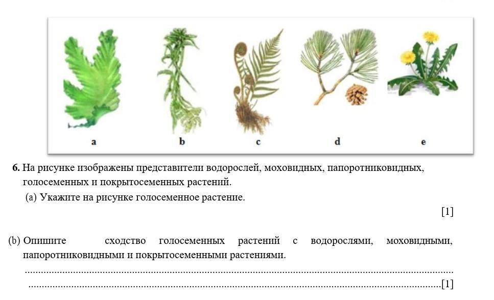 Представитель какого отдела царства растения изображен на рисунке голосеменные моховидные