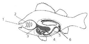 Пищеварительные органы рыб