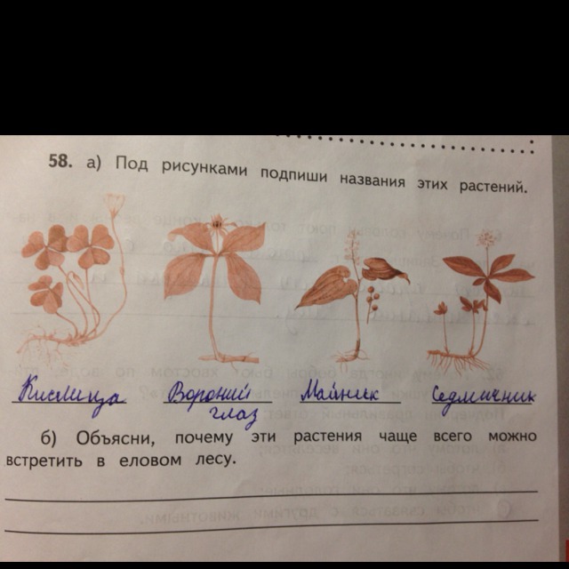 Подпиши рисунки используя. Под рисунками Подпиши названия этих растений. Пол рисунками Подпиши названия этих растений. Под рисунками Подпиши названия растений. Рисунки под названием.