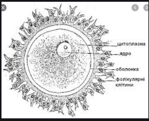 Яйцеклетка человека. Строение яйцеклетки человека. Схема строения яйцеклетки. Будова яйцеклітини. Схема яйцеклетки млекопитающих.