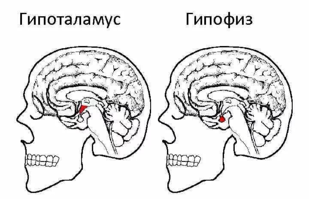 как гипофиз связан с гипоталамусом (строение и/илифункции)