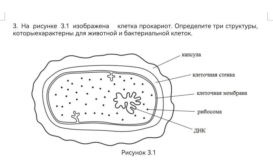 На рисунке изображена клетка. Рисунок на котором изображена клетка бактерии. Что на рисунке бактериальной клетки изображено под буквой а?. То на рисунке бактериальной клетки изображено под буквой а?. Бактериальная клетка для рисования 3д ручкой.