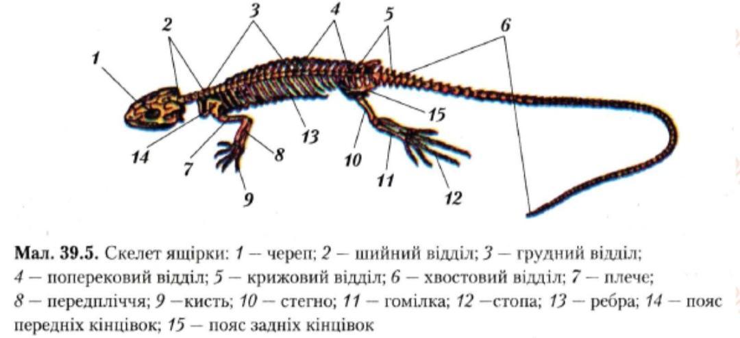 Рисунок скелет пресмыкающихся. Скелет ящерицы биология 7 класс. Строение скелета ящерицы 7. Скелет ящерицы строение скелета. Осевой скелет рептилий.