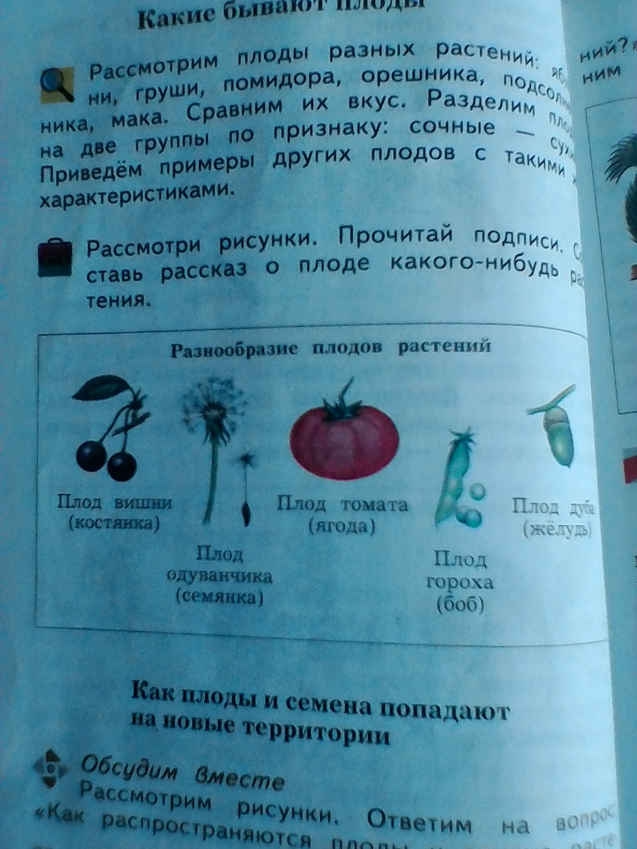 Рассказ о плоде растения. Рассказ о плоде. Рассказ о плоде томата 3 класс. Рассказать про плод растения.