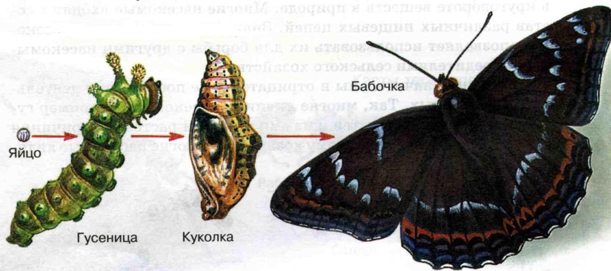 Как нарисовать яйцо бабочки