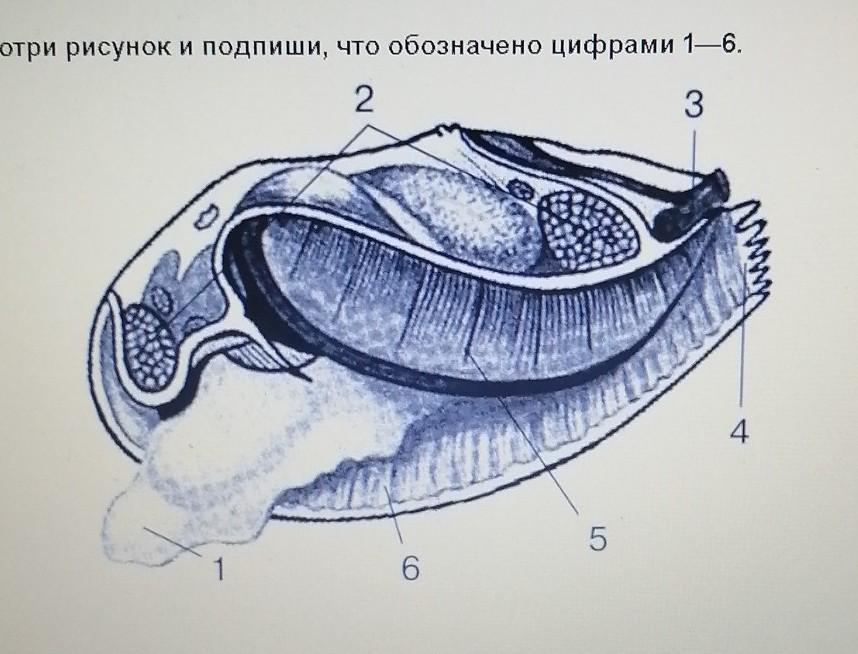 Рассмотрите рисунок что обозначено цифрами 1 2