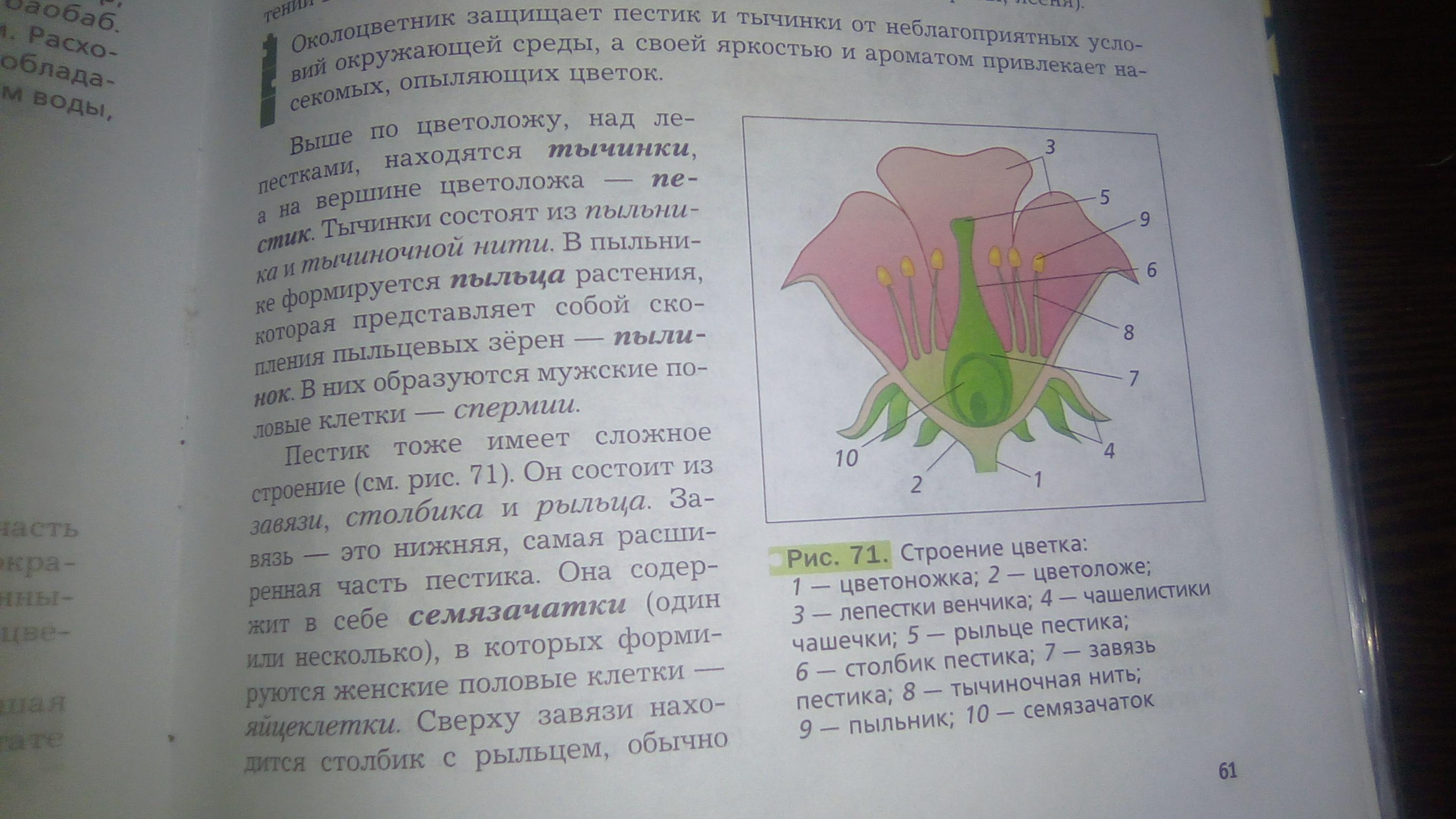 Кр стр. Схема строения цветка. Цветок картофеля околоцветник. Строение цветка 6 класс биология. Лабораторная работа строение цветка.