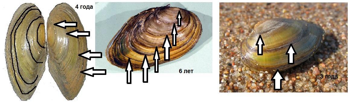 По рисунку нужно определить возраст двустворчатых моллюсков по числу годичных колец