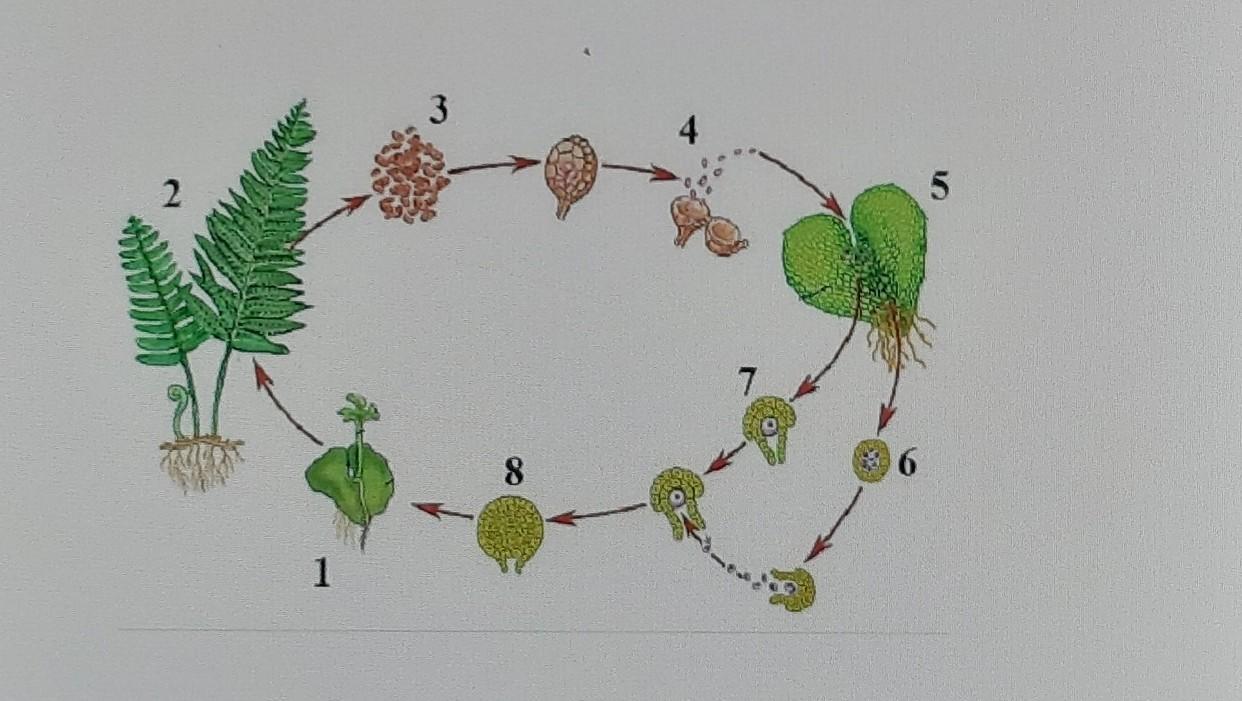 Жизненный цикл папоротника орляка. Цикл развития папоротника орляка. Гаплоидные стадии жизненного цикла папоротника. Гаплоидная спора папоротника. Размножение гаплоидными спорами