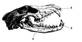 Рассмотрите строение зубов млекопитающих на какие. Череп млекопитающих. Кости черепа млекопитающих. Строение черепа млекопитающих. Альвеолярные зубы у млекопитающих.