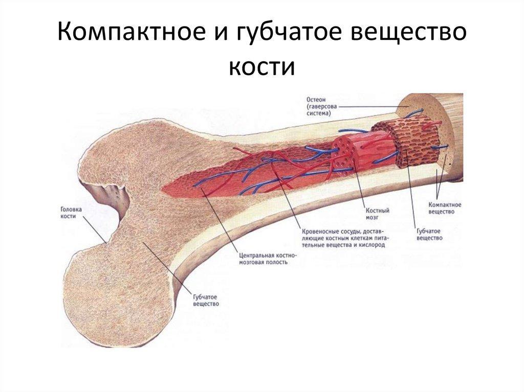 Перетащи подписи к соответствующим местам на схеме строения кости