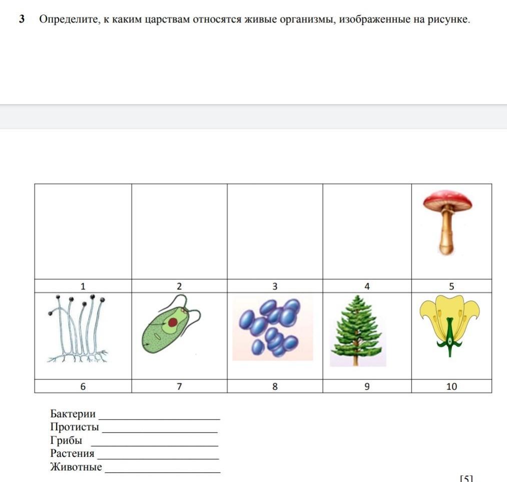 Клетка организма какого царства изображена на рисунке. Организм изображённый на рисунке относится к царству грибы. К каким царствам относятся организмы,изображенные на рисункк. Иллюстрации по группам организмов. 7 Царств живых организмов.