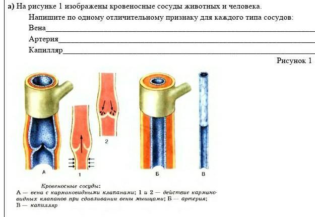 На рисунке изображен фрагмент кровеносного капилляра какой процесс протекает в этот момент в сосуде