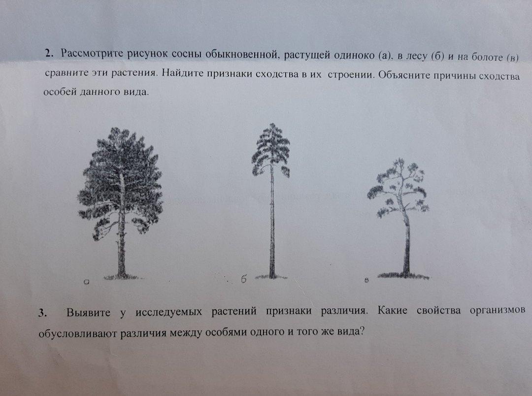 Рассмотри рисунок деревья. Сосна растущая на открытом месте. Сосны выросшие в разных условиях. Сосна выросшая на открытом пространстве. Сосна выросшая в лесу и на открытом пространстве.