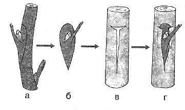 Тест размножение. На рисунке буквой б обозначен привой. Привой 18- 1 -2. Лист подвоя Виерул 3. Черенок обозначение.