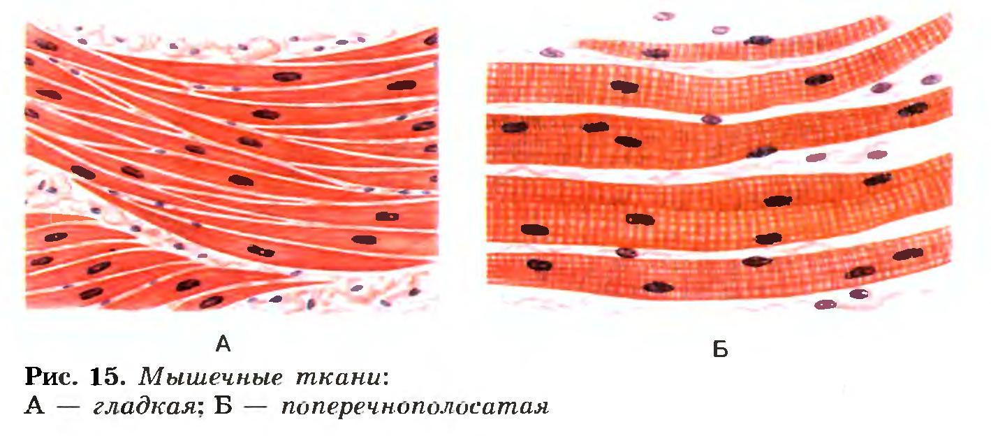 Изображение гладкой мышечной ткани