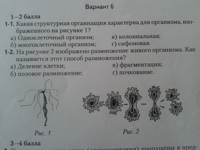 Что характерно для изображенного организма. Для организма изображенного на рисунке характерно. Схема какого типа размножения изображена на рисунке. Структурные это какие. Решетка биология 10 класс.