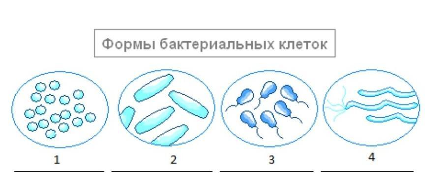 Какие формы бактерий изображены на рисунках напишите их названия