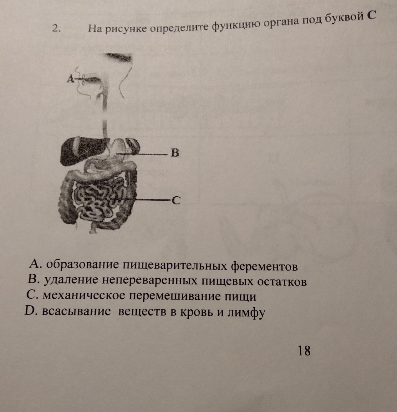 Непереваренные остатки пищи накапливаются в