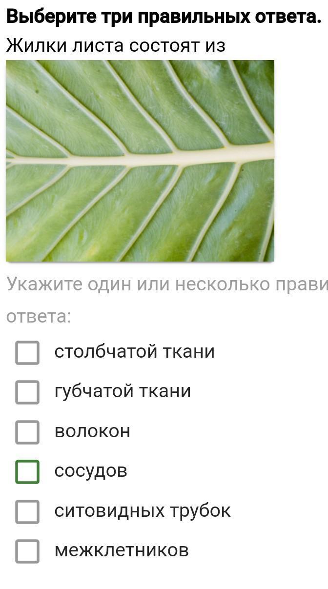 Выберите 3 правильных ответа биология 5 класс. Жилка листа. Жилки листа состоят из. Строение жилки листа. Жилка листа состоит.