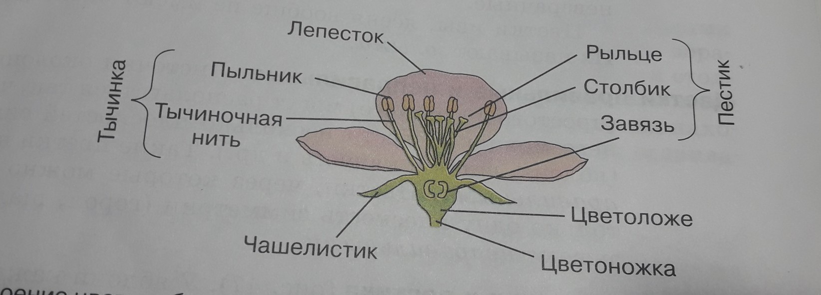 Части цветка биология 6 класс рисунок