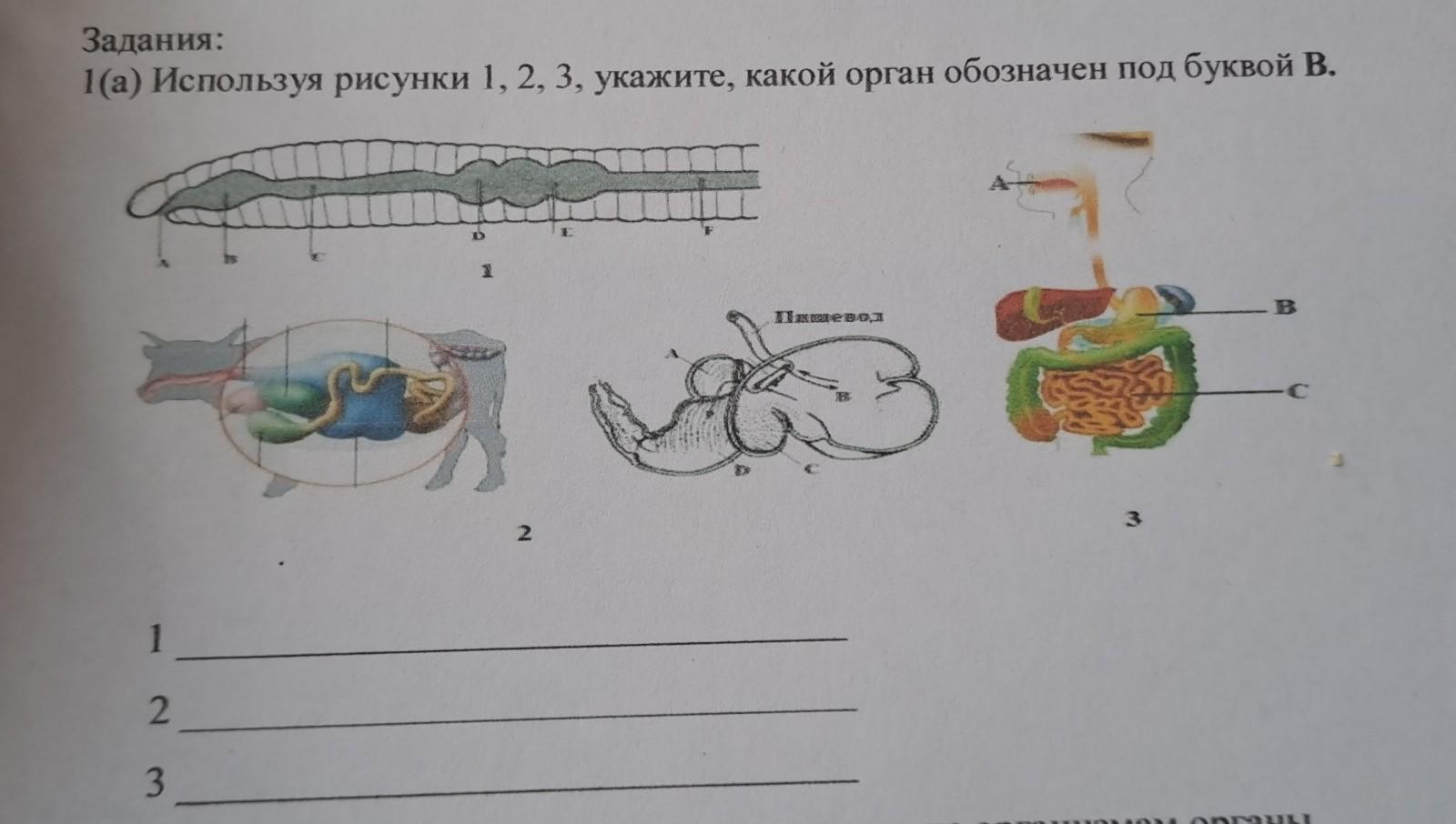 Рисунок биологии 5 класс. Рисунки по биологии книга. Рисунок по биологии 139. 187 Рисунок по биологии 7 класс. Рисунок по биологии номер 117.