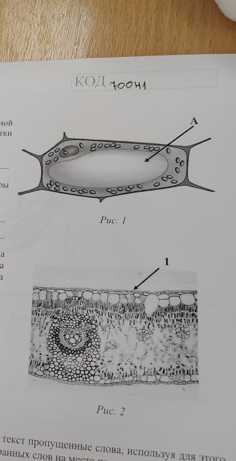 Рассмотрите рисунок растительной клетки какая структура клетки обозначена на рисунке а 1 вариант