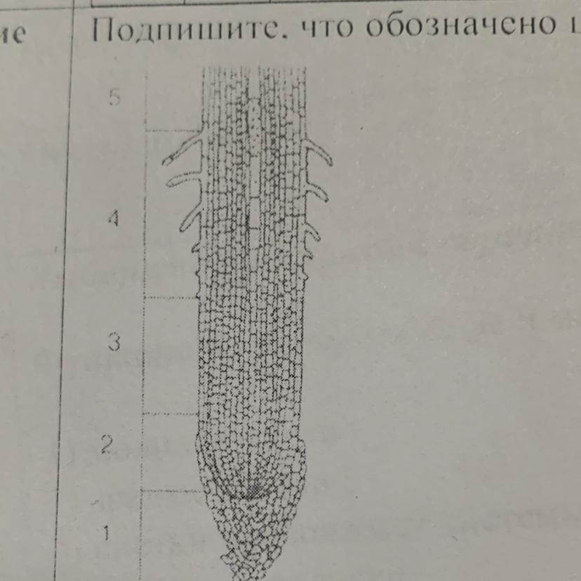 Что обозначено на рисунке цифрами 1 11 биология