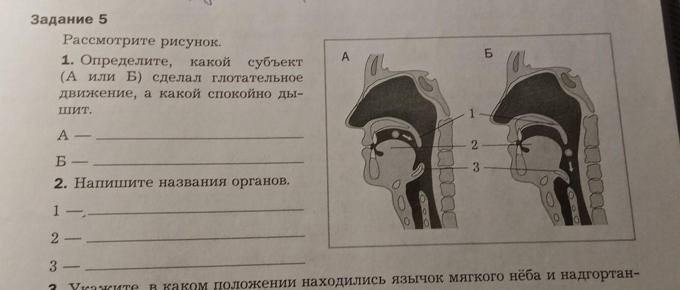 Рассмотрите рисунок и укажите органы